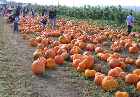 Champ de citrouilles