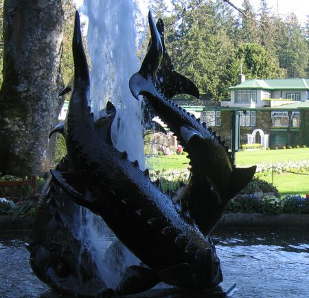 butchart gardens fish fountain