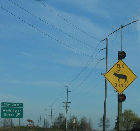 Elk crossing