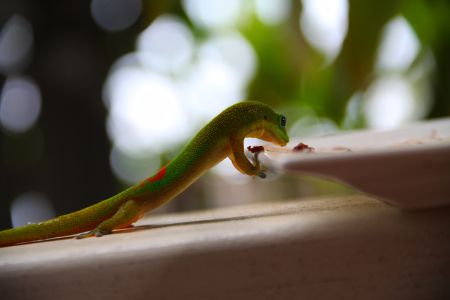 Le Gecko a faim